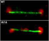 disruption of heterochromatin causes an increased rate of lagging chromosomes during cell division