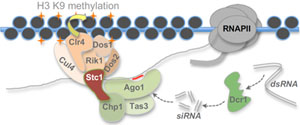 model for RNAi-directed chromatin modification in fission yeast