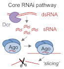 core RNAi pathway
