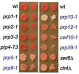 a marker gene inserted into the pericentromeric repeats gives variable silencing, a hallmark of epigenetics